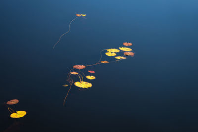 Close-up of yellow flowers floating on water against sky