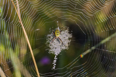 Close-up of spider web