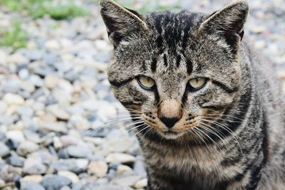 Close-up of a cat looking away