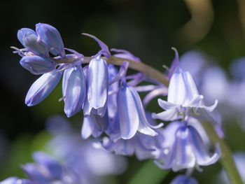 Close-up of purple flowering plant