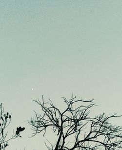 Low angle view of silhouette bare tree against clear sky