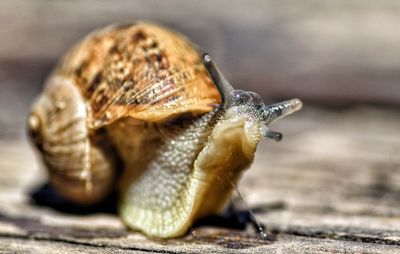 Close-up of snail on wood