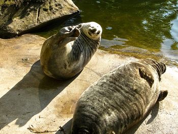 Close-up of sea lion on shore at beach