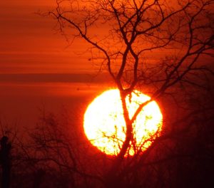 Silhouette tree against orange sky during sunset