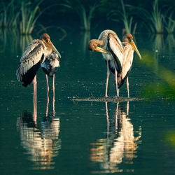 Painted storks in lake 