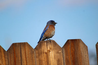 Low angle view of bird perching on wood against clear sky