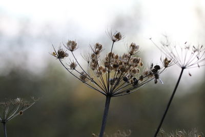 Close-up of dried plant