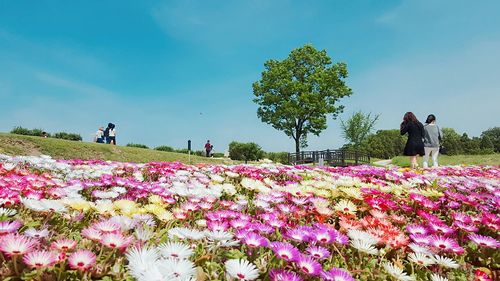 Flowers growing in field