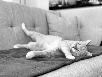 Cat sleeping on sofa