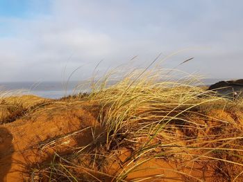 Close-up of grass on beach against sky