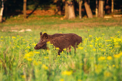 Side view of an animal on field