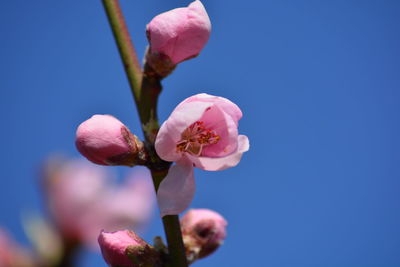 Close-up of pink flowers