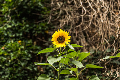 Close-up of yellow flowering plant