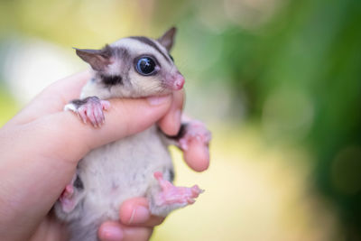 Close-up of hand holding small baby