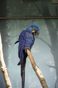 Blue parrot sitting on a tree