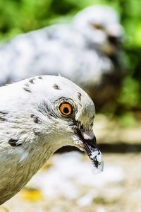 Close-up of a dove looking away