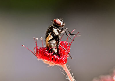 Close-up of insect on flower