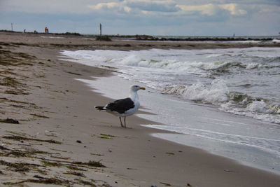 Seagull perching on a beach