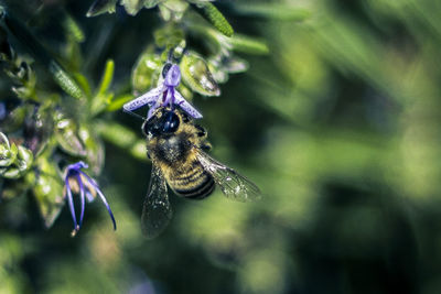 Close-up of insect on flower