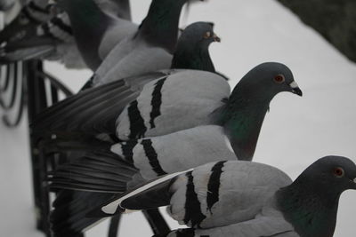 Close-up of birds