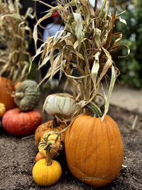 pumpkin