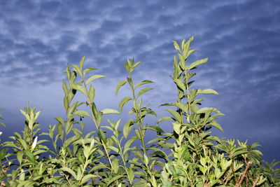 Close-up of fresh green plant against sky