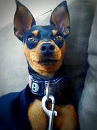 Close-up portrait of dog