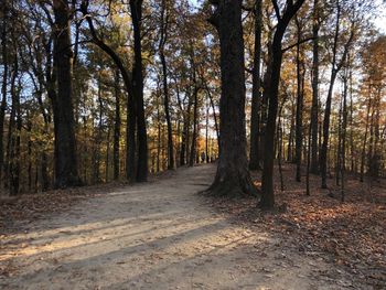 Trees growing in forest during autumn