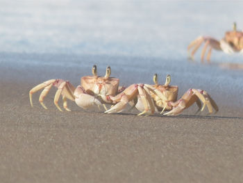 Close-up of dead animal