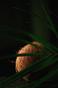 Close-up of fresh green plant against black background