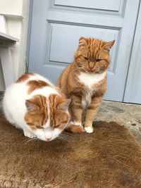 Portrait of cat