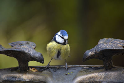 Close-up of birds perching on a bird