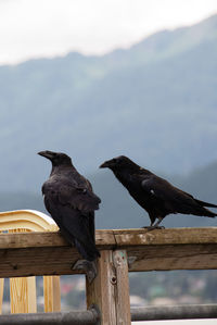 Ravens perching wooden railing against mountain