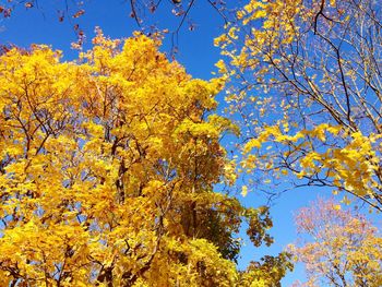 Low angle view of trees against sky