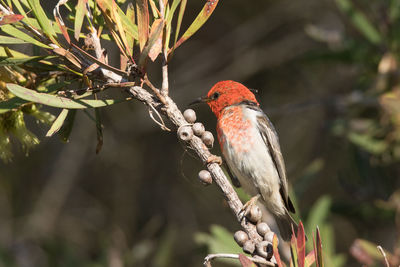 Close-up of bird perching on branch