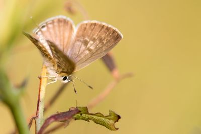 Close-up of butterfly pollinating on flower