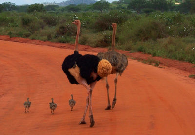 Ostriches walking on dirt road