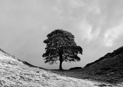 Tree on field against sky