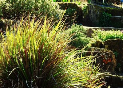 Close-up of grass