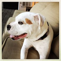 Close-up of a dog looking away