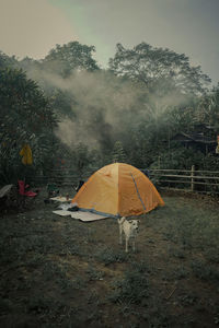 A dog accompany tent camp on the forest