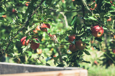 Berries growing on tree