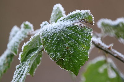 Close-up of frozen plant during winter