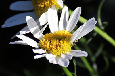 Close-up of white flower against black background