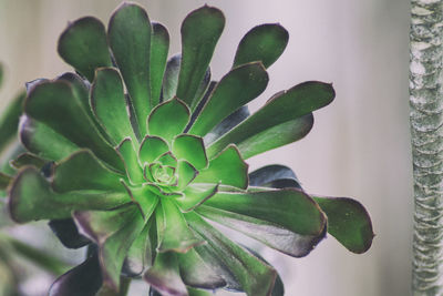 Close-up of plant