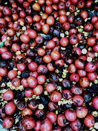 Full frame shot of blackberries