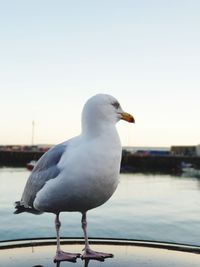 Close-up of seagull perching on railing against sea