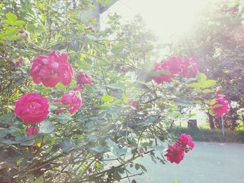 Pink flowers blooming on tree