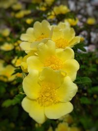 Close-up of yellow flowers blooming outdoors