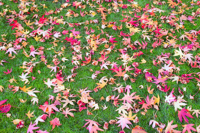 Plants growing on field